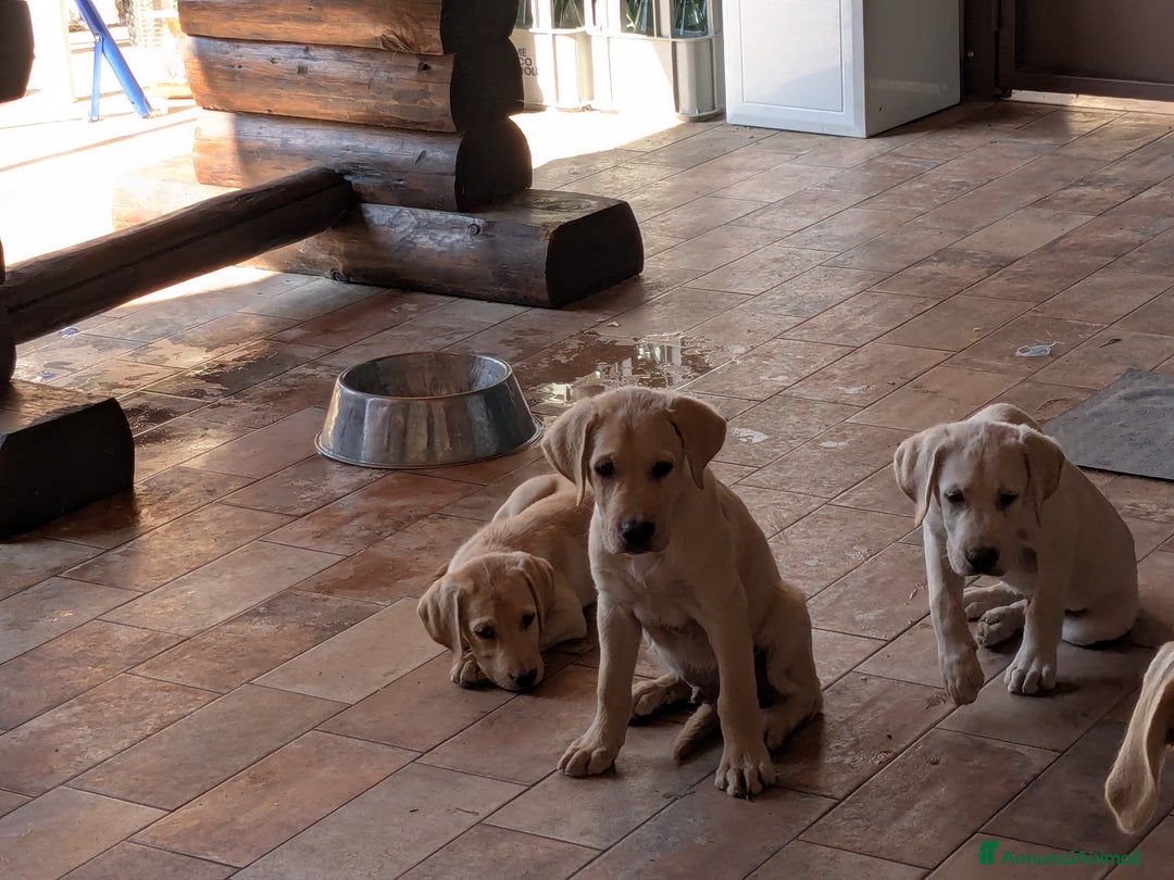 Labrador cani in vendita: Labrador Miele  a Provincia di Brescia - Immagine 3