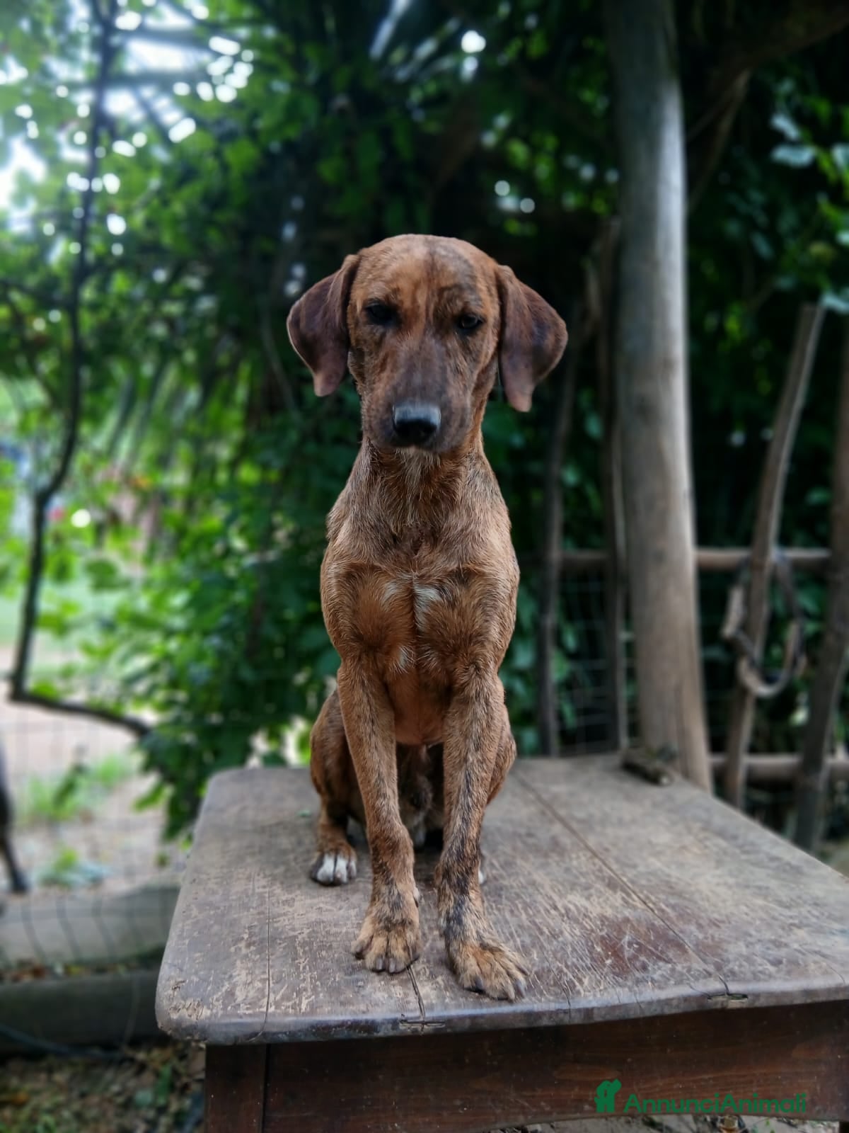 Segugio cani Nacho a Provincia di Viterbo - Annuncio 4
