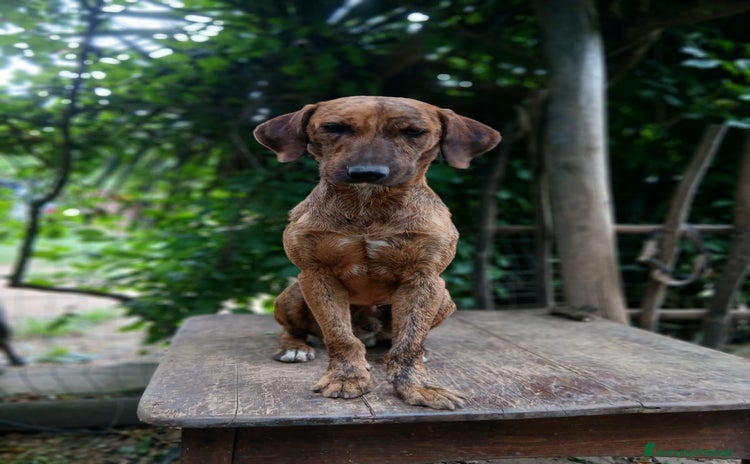 Segugio cani a Provincia di Viterbo - Annuncio 6