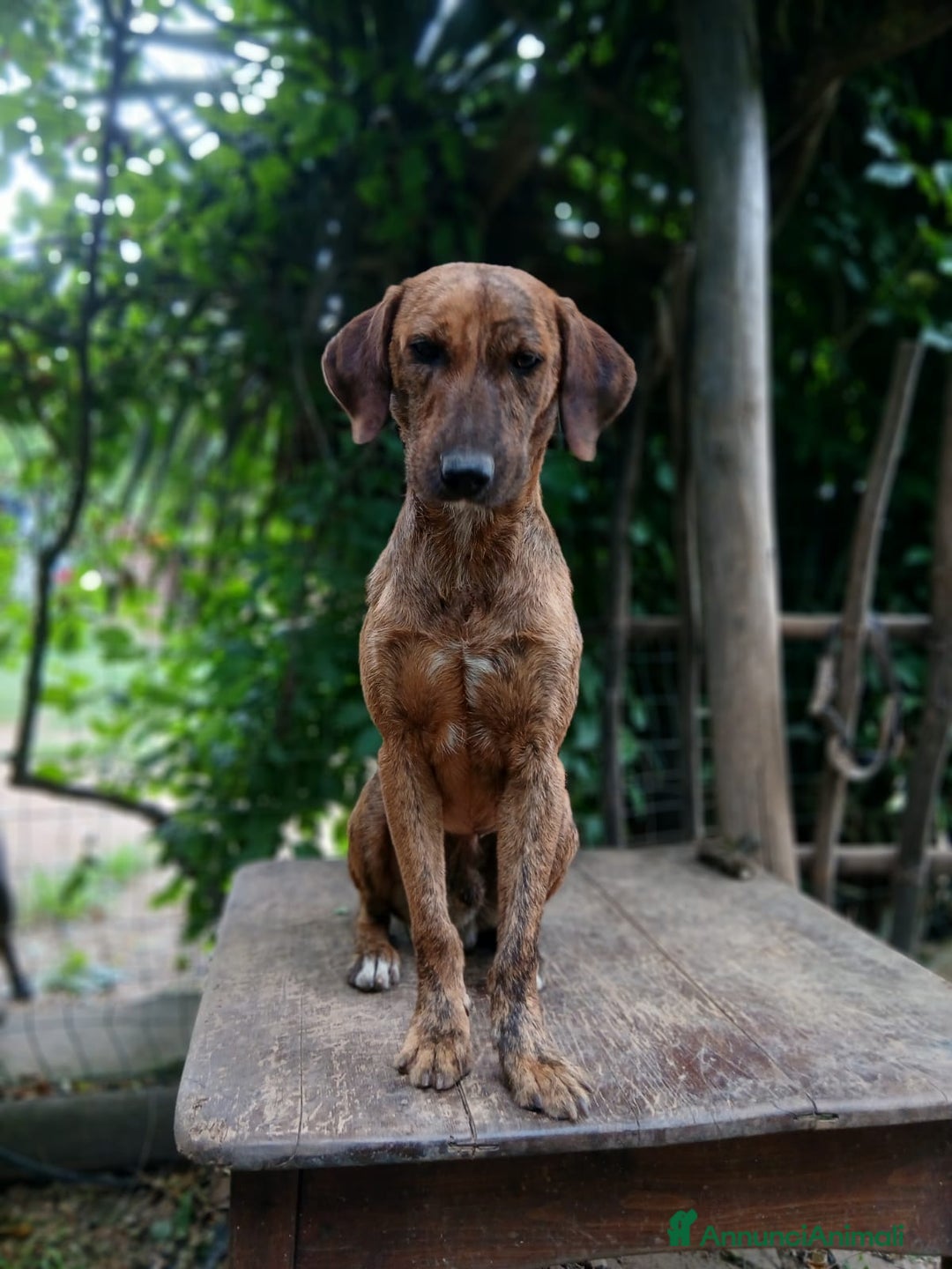 Segugio cani in regalo: Nacho a Provincia di Viterbo - Annuncio 1