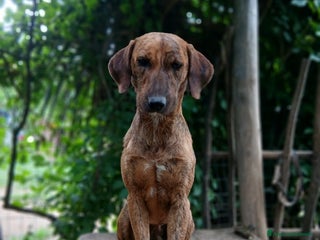 Segugio cani Nacho a Provincia di Viterbo - Annuncio 4