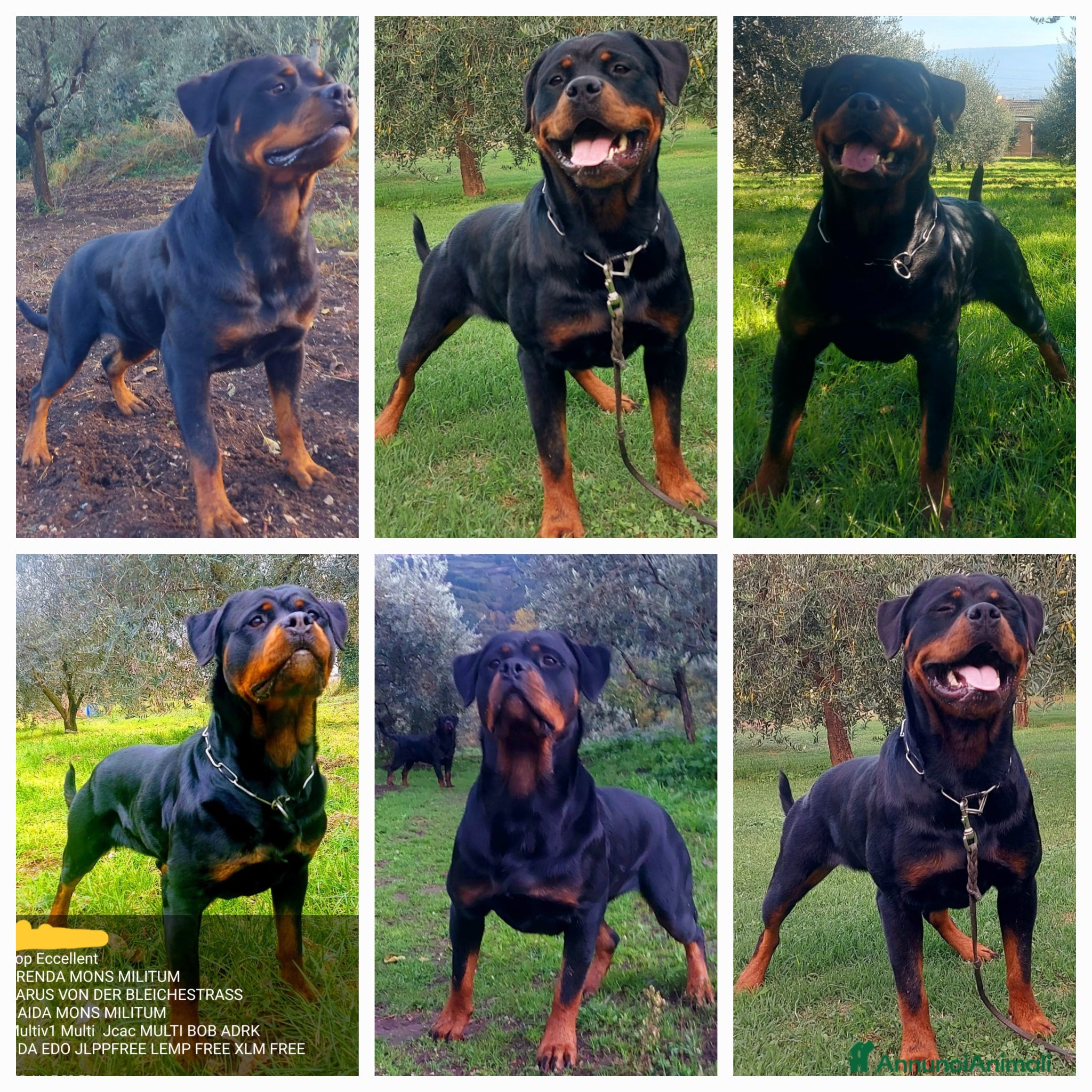 Rottweiler cani in vendita: Disponibili cuccioli Rottweiler  - Annuncio 34