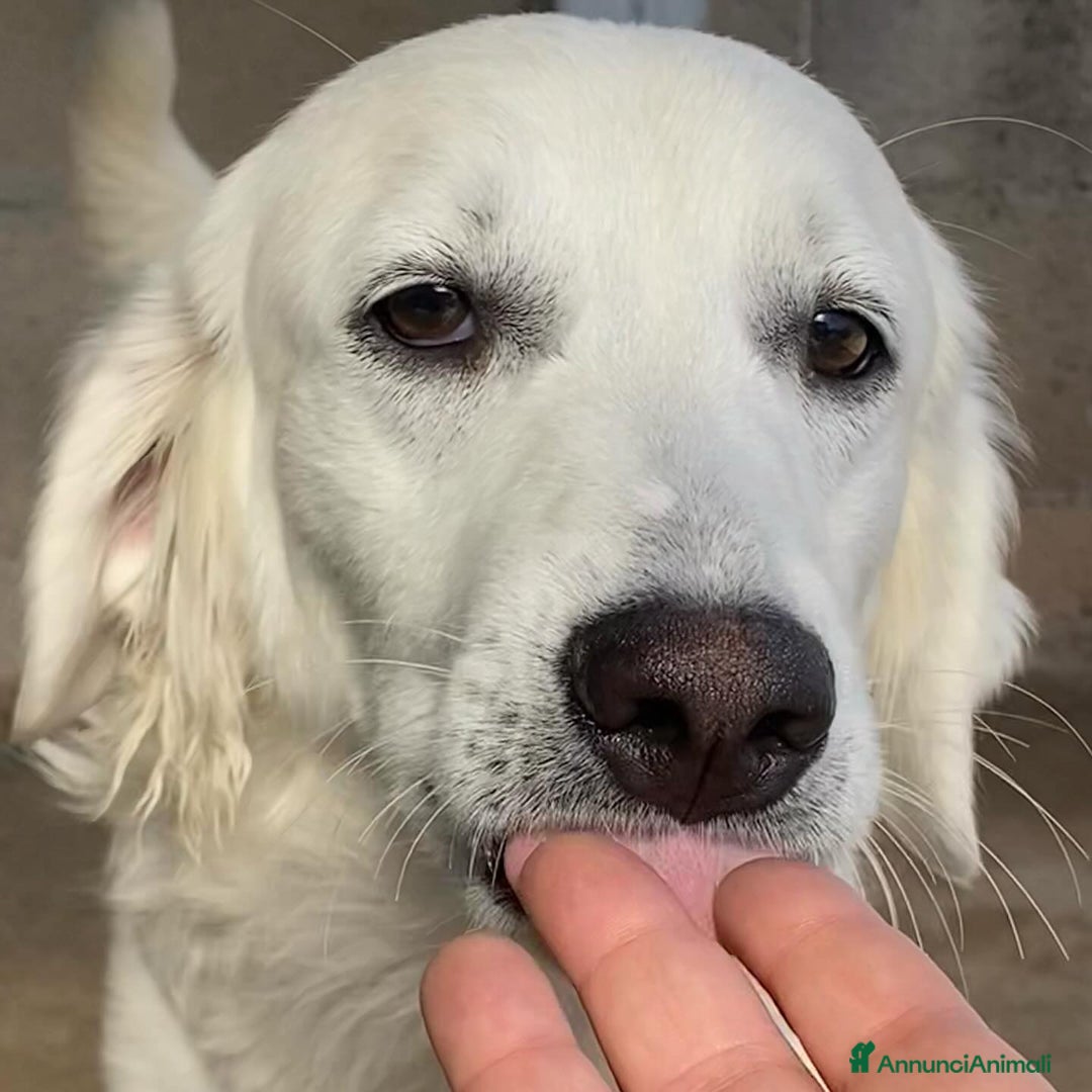 Meticcio cani in regalo: SUAMY cagnolina 10 mesi in adozione - Annuncio 2