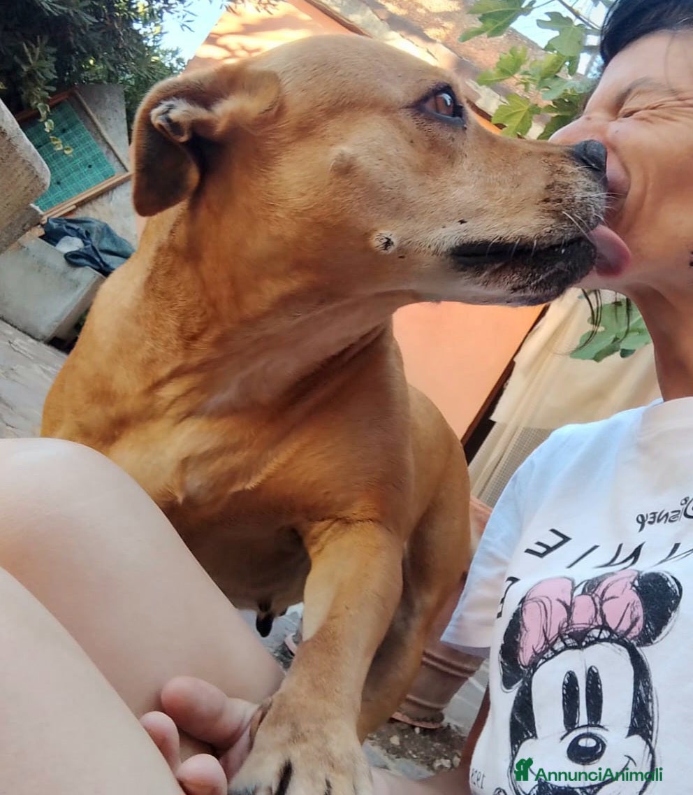 Pitbull cani Kira pitbull 11 anni - Annuncio 12