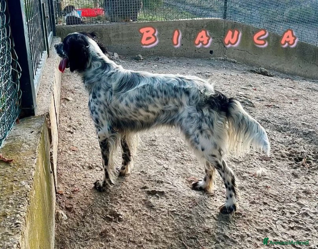 Setter Inglese cani in regalo: BIANCA dolcissima setterina - Annuncio 3