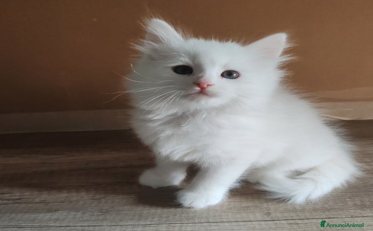 Siberiano gatti Gattini Siberiani ipoallergenici  - Annuncio 13
