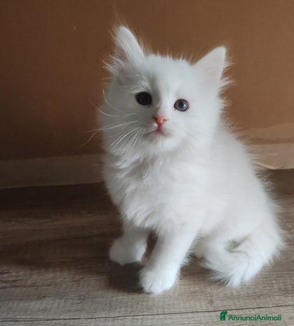 Siberiano gatti - Annuncio 14