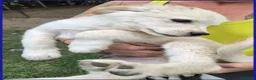 Meticcio cani in regalo: HUMMUS DOLCE CUCCIOLO 2 MESI, BUONISSIMO E COCCOLO - Annuncio 5