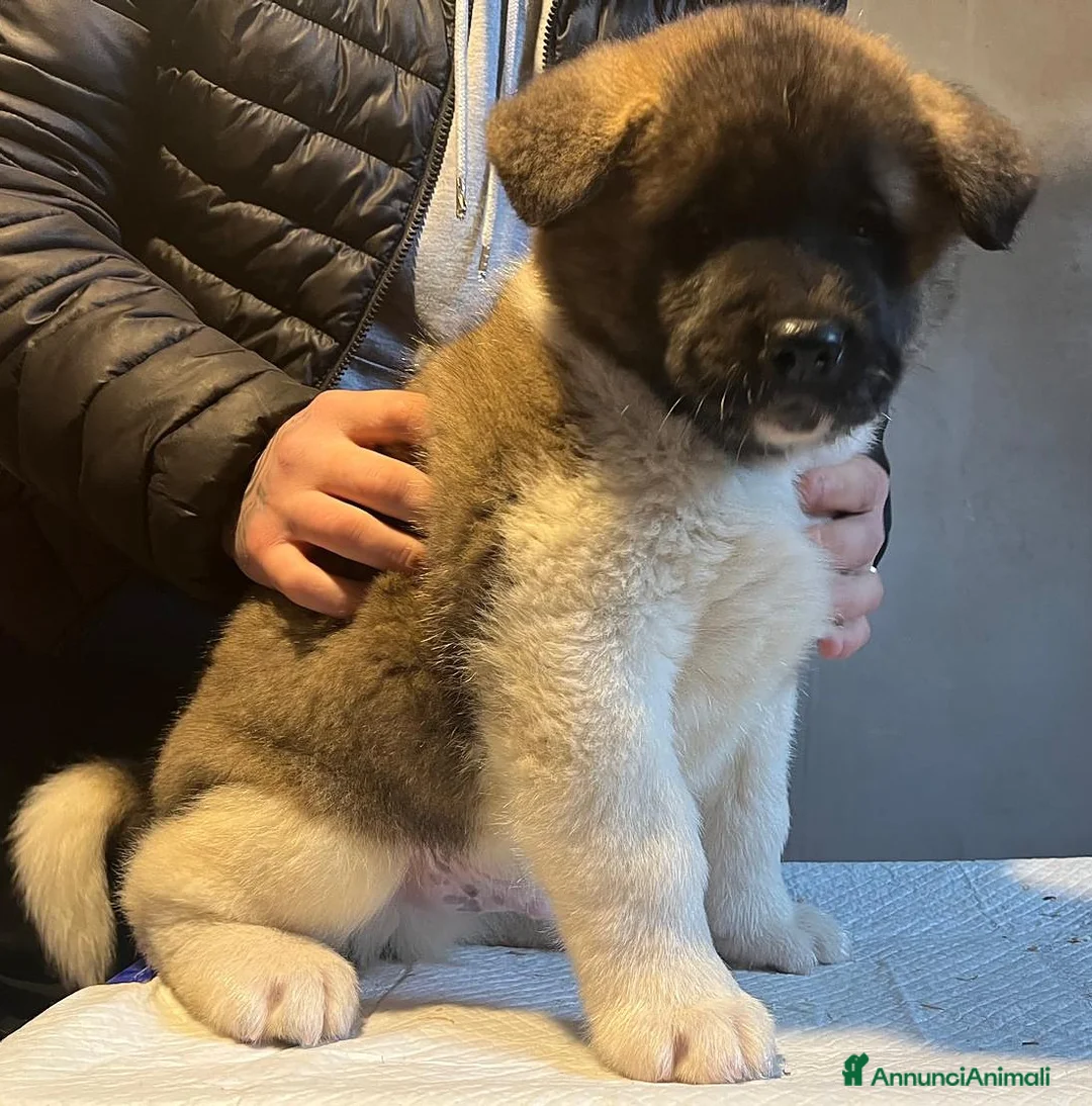 Akita Americano cani in vendita: AKITA AMERICANO  - Annuncio 9