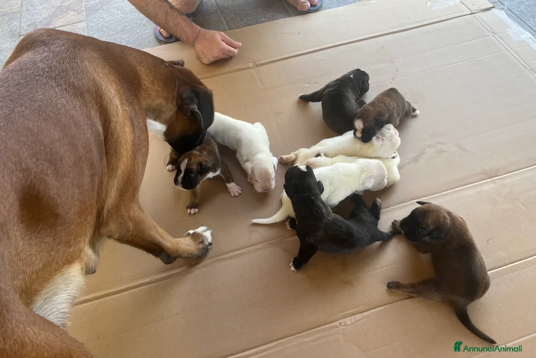 Boxer cani in vendita: Boxer cuccioli - Annuncio 2