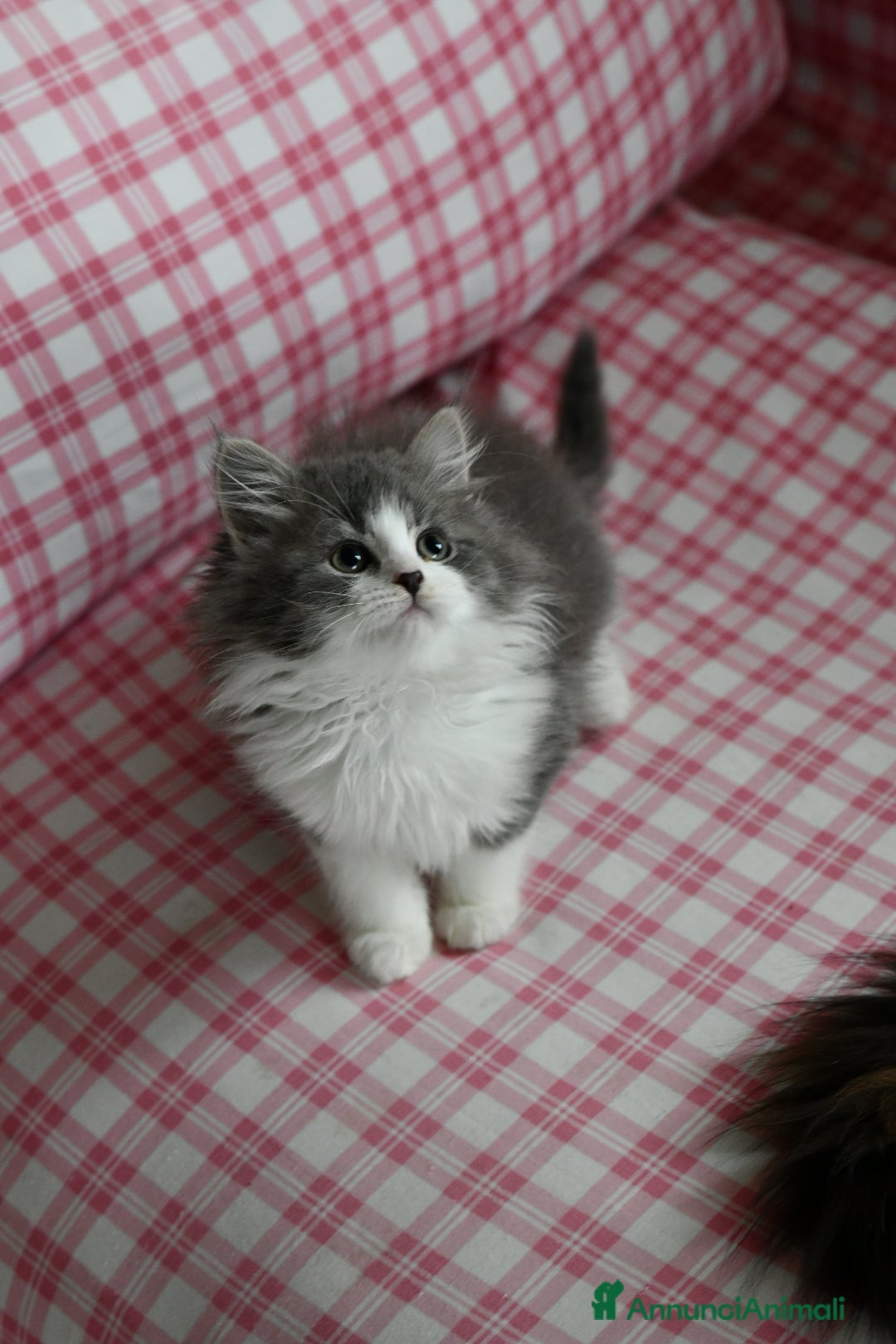 Siberiano gatti in vendita: Cuccioli di gatto siberiano - Annuncio 4