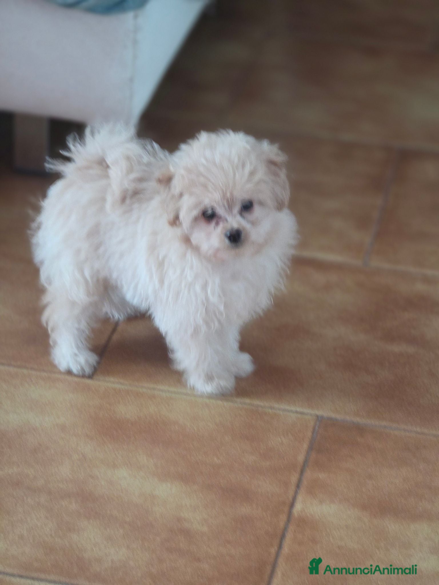 Spitz cani Cocca Pomapoo - Annuncio 2