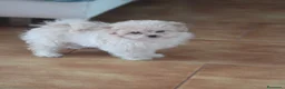 Spitz cani in vendita: Cocca Pomapoo - Annuncio 1