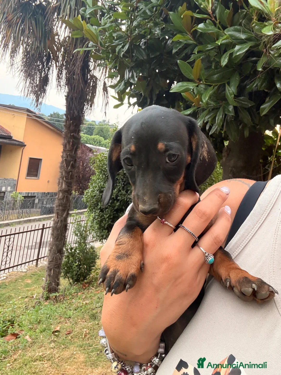 Bassotto cani in vendita: Bassotto - Annuncio 2