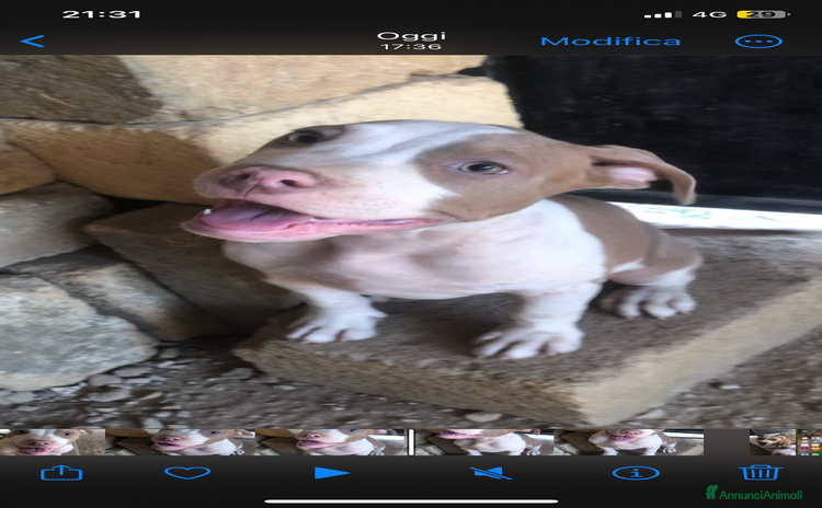 Pitbull cani a Libero consorzio comunale di Trapani - Annuncio 1