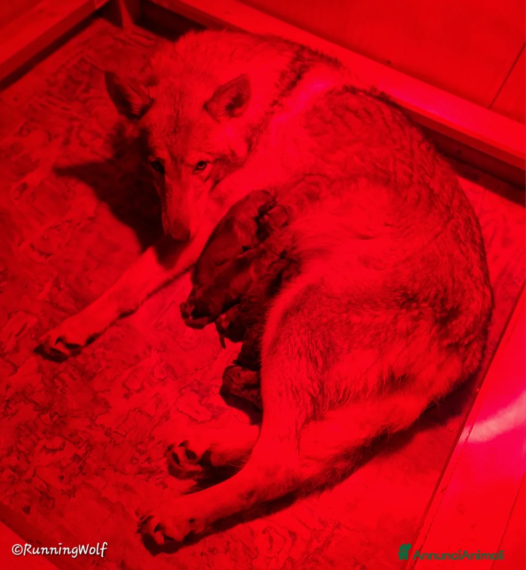 Lupo Cecoslovacco cani in vendita: Cuccioli Cane Lupo CECOSLOVACCO ALL.RUNNINGWOLF - Annuncio 37