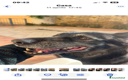 Pastore Belga cani in regalo: Pastore belga/tedesco  a Città metropolitana di Roma Capitale - Immagine 4