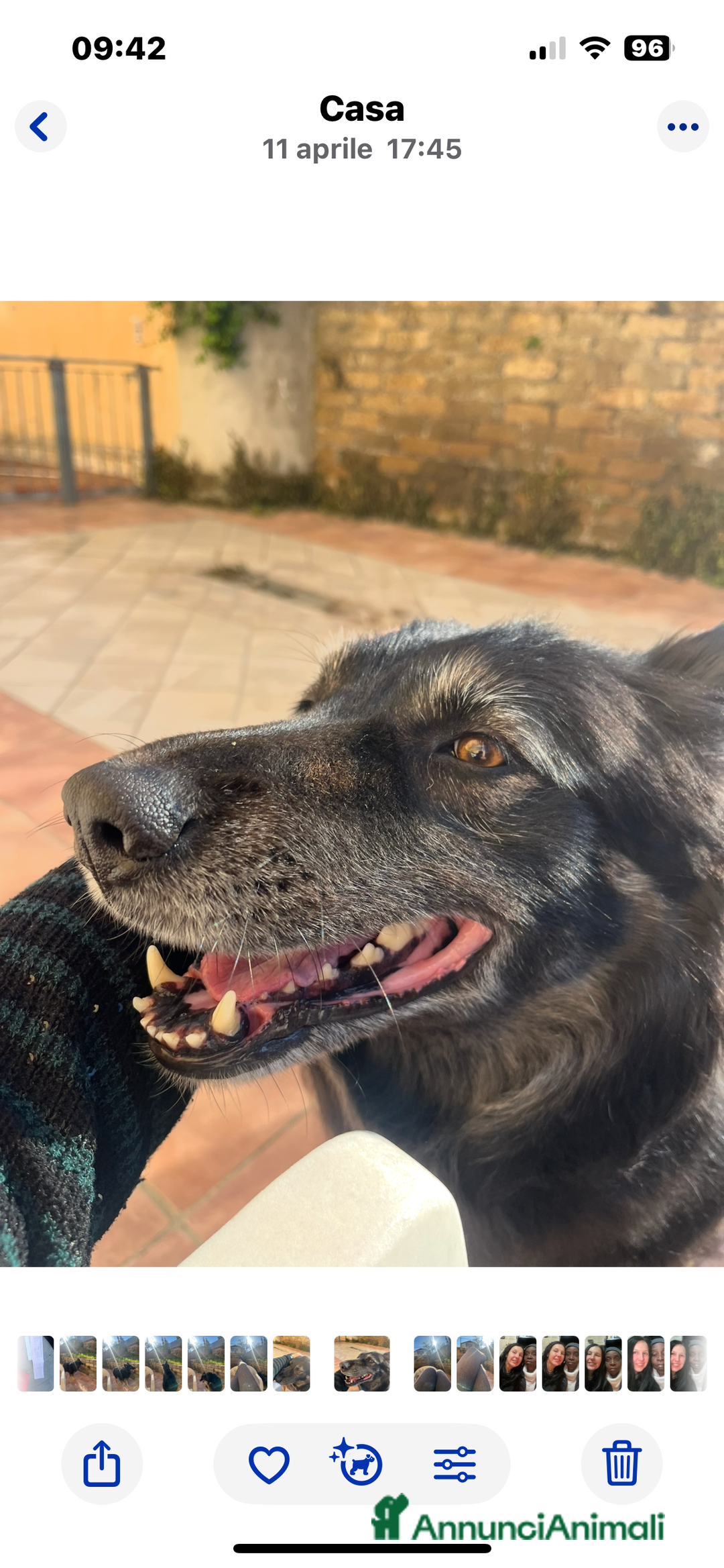 Pastore Belga cani in regalo: Pastore belga/tedesco  a Città metropolitana di Roma Capitale - Immagine 4