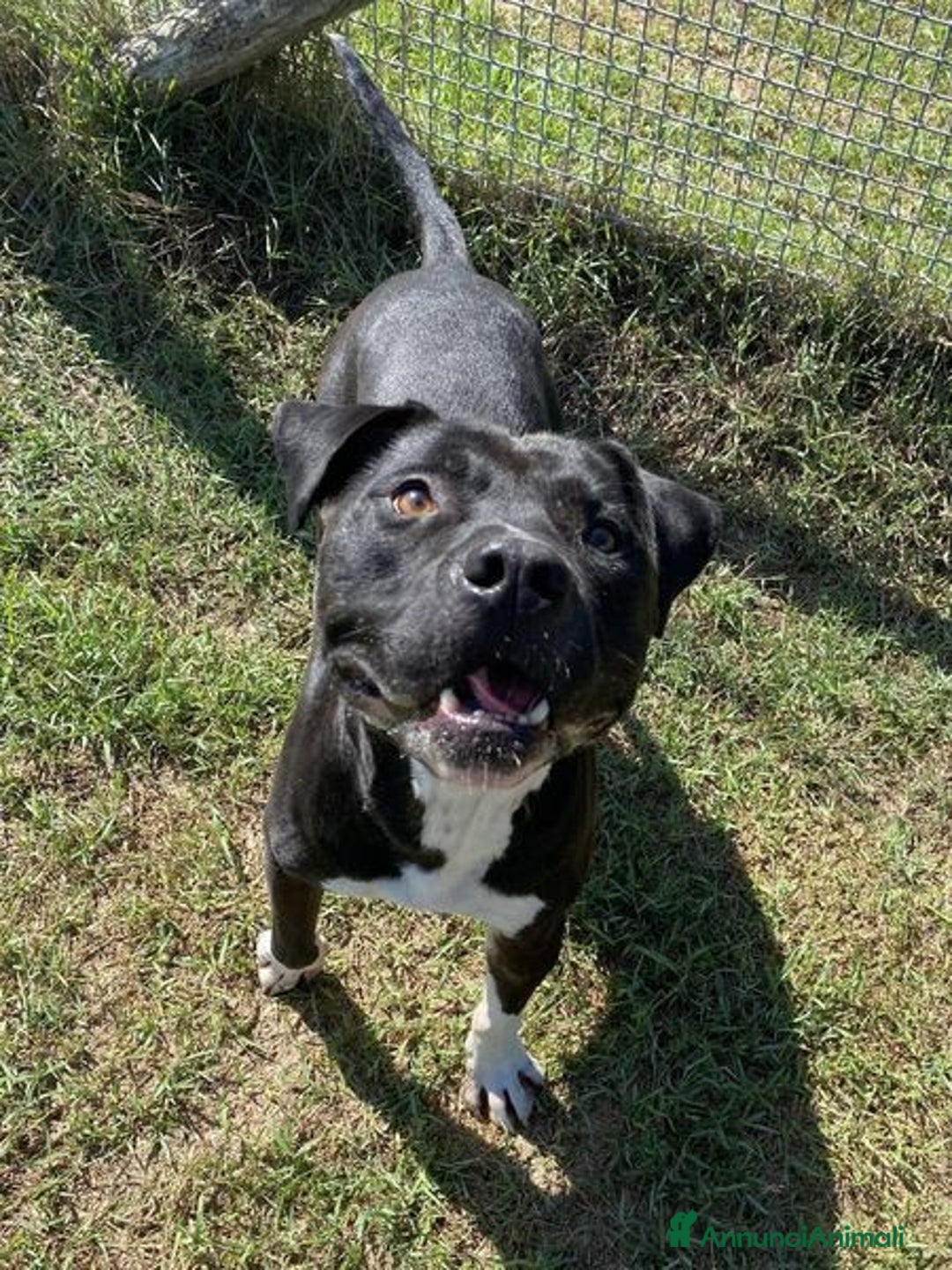 Pitbull cani in regalo: Tyson 2, meraviglioso pitt - Annuncio 4