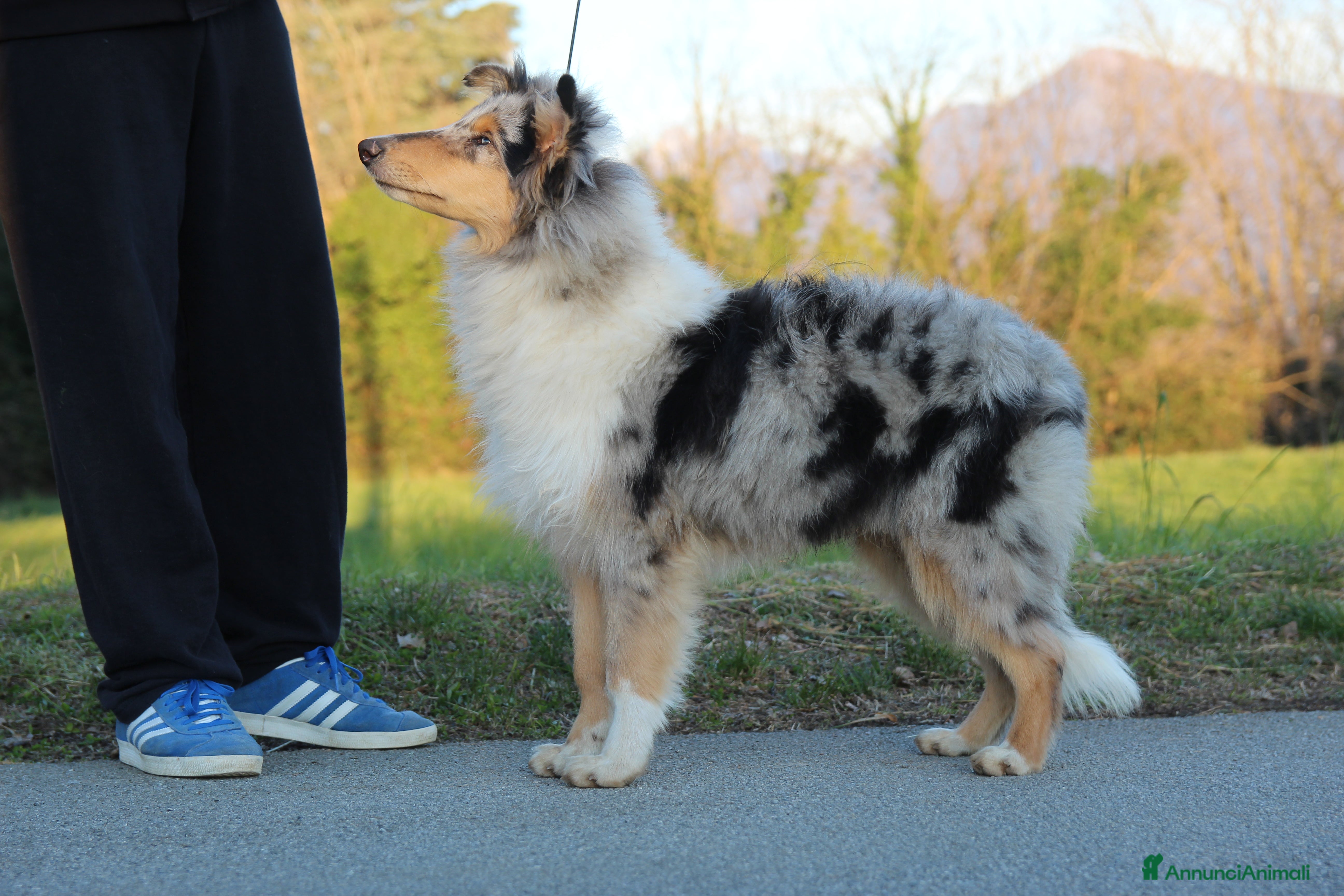 Collie cani Cucciolo di pastore scozzese a pelo lungo  - Annuncio 1