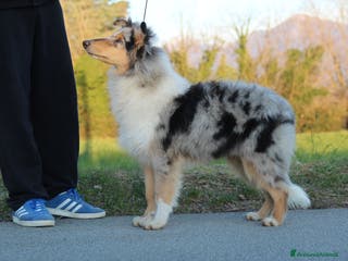 Collie cani Cucciolo di pastore scozzese a pelo lungo - Annuncio 1