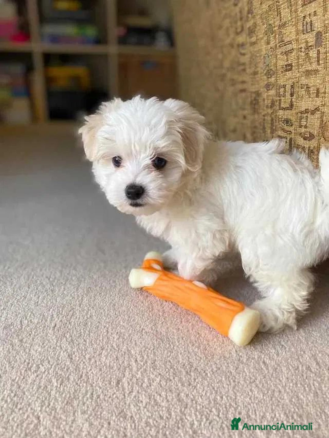 Maltese cani in vendita: Cuccioli di maltese - Annuncio 16