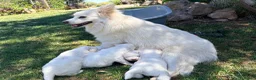Volpino Italiano cani in vendita: Volpini bianchi italiani  - Annuncio 4