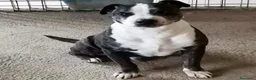 Meticcio cani in regalo: Zeus: nonnino molossino dolce socievole  - Annuncio 15
