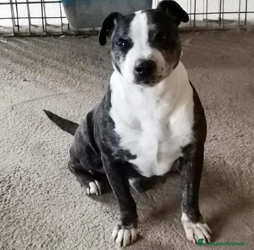 Meticcio cani in regalo: Zeus: nonnino molossino dolce socievole  - Annuncio 15
