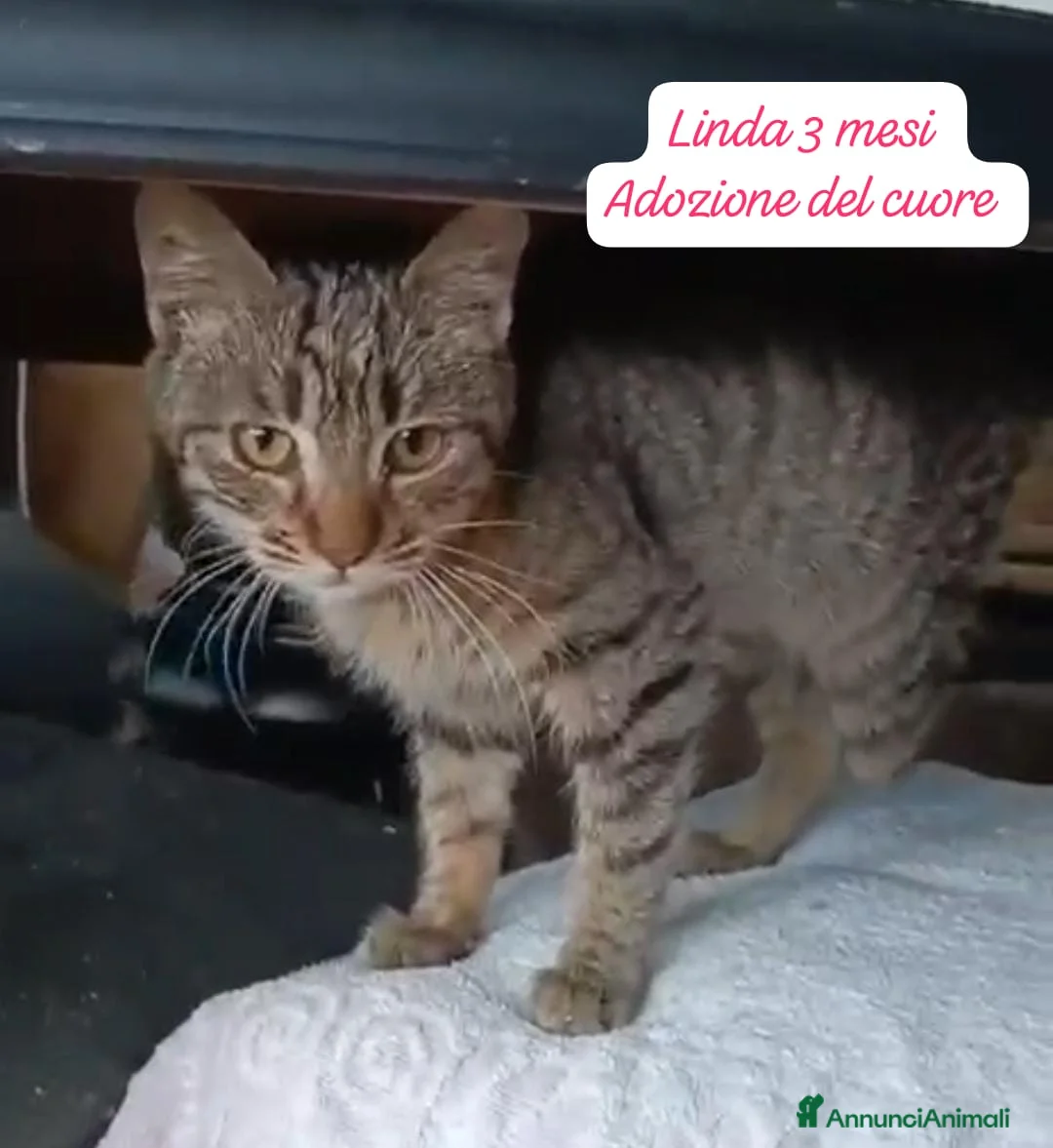 Altre razze gatti in regalo: Gattini destinati alla colonia  - Annuncio 3