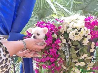 Chihuahua cani Cuccioli di chihuahua micro - Annuncio 1