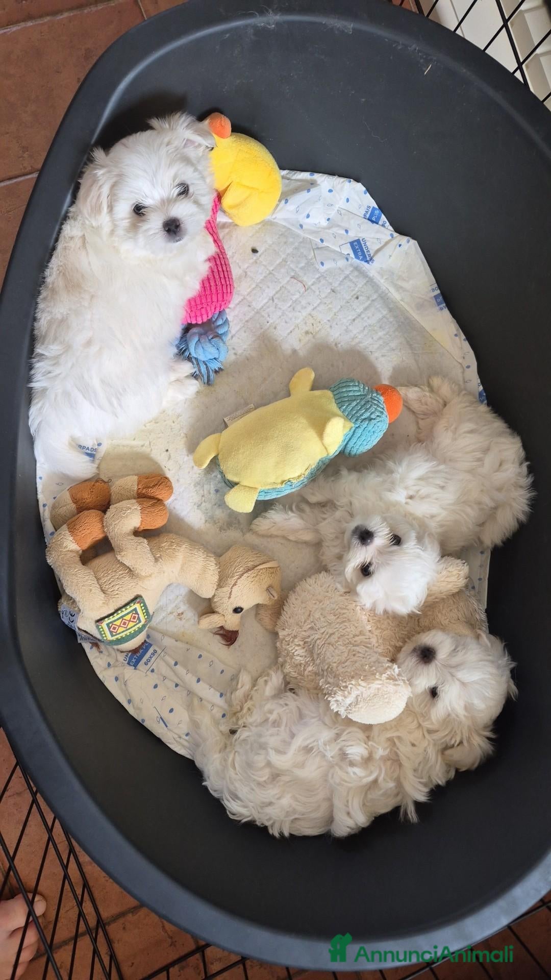 Maltese cani Cuccioli di maltese  - Annuncio 3