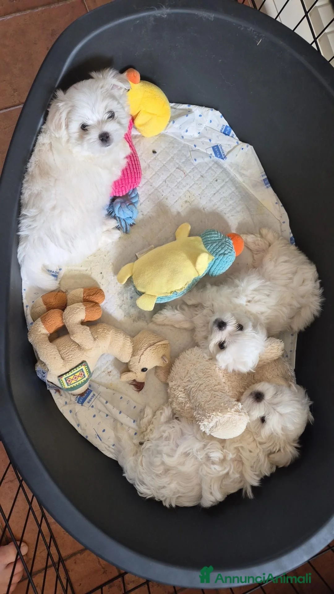 Maltese cani in vendita: Cuccioli di maltese  a Provincia di Macerata - Annuncio 1