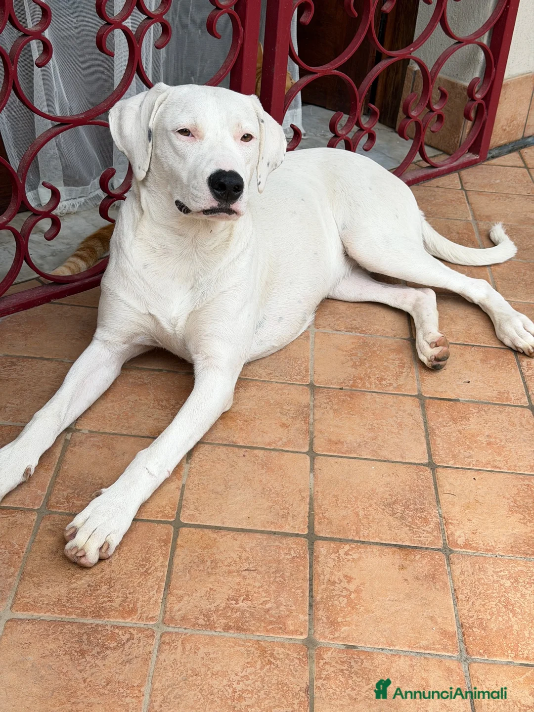 Meticcio cani in regalo: Alice a Provincia di Brescia - Annuncio 2
