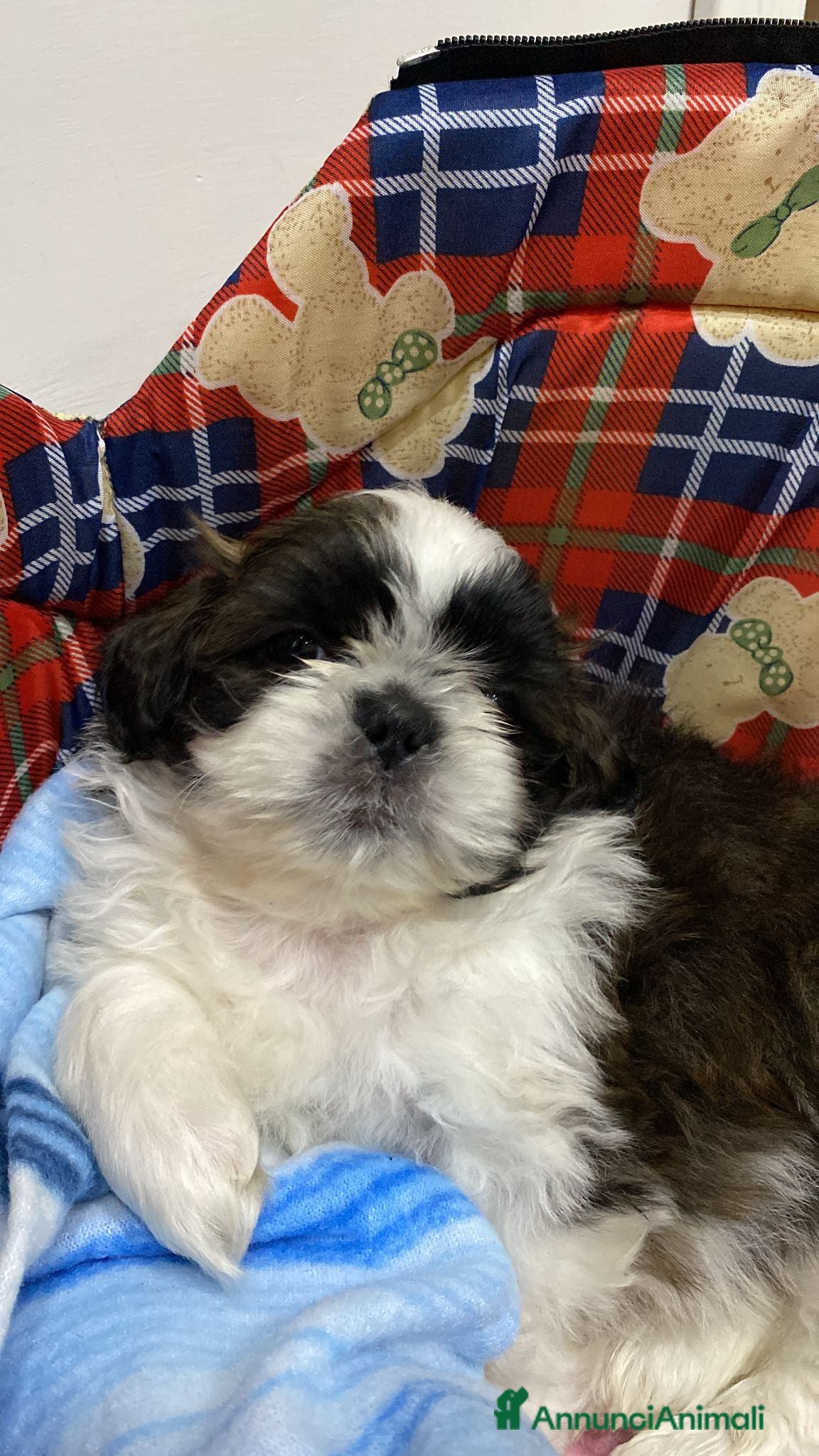 Shih Tzu cani Shih Tzu per Accoppiamento - Annuncio 6