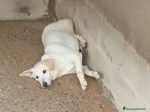 Meticcio cani KIM giovane maschio sui 30kg a Provincia di Macerata - Annuncio 12