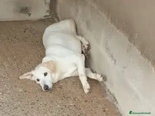 Meticcio cani KIM giovane maschio sui 30kg a Provincia di Macerata - Annuncio 12