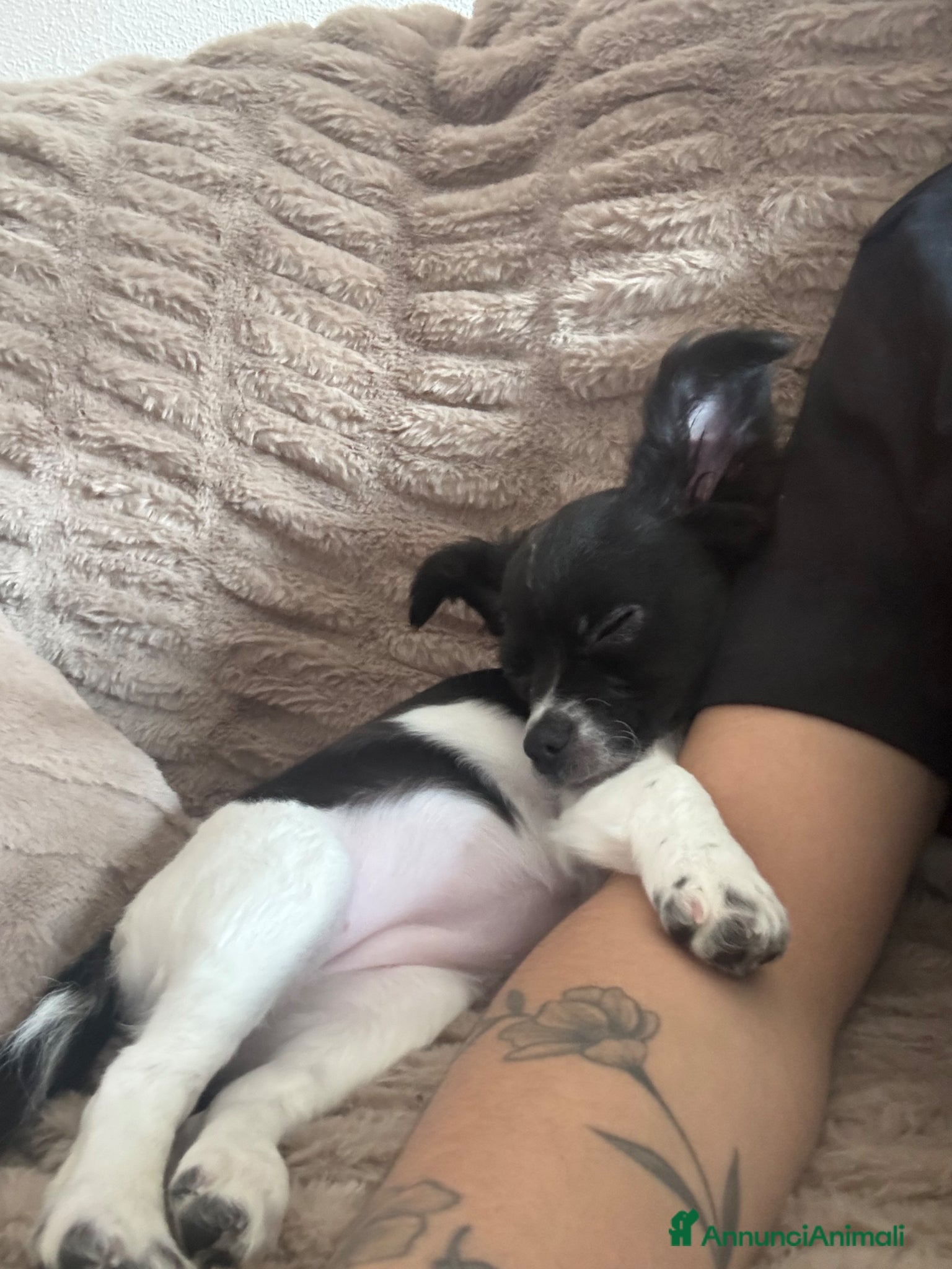 Chihuahua cani Chihuahua cucciola 5 mesi - Annuncio 2