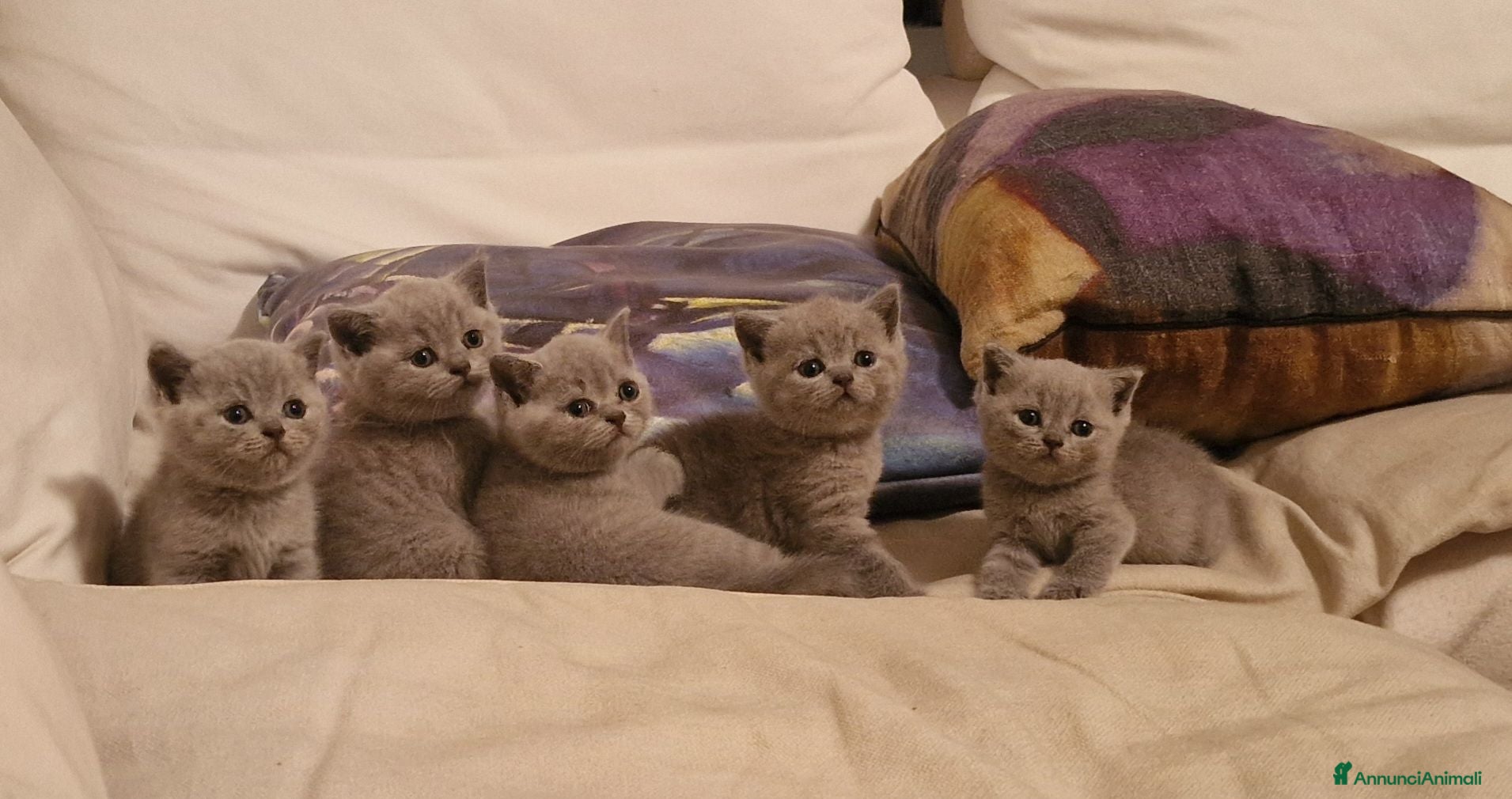 British gatti Gattine  british shorthair blue - Annuncio 24