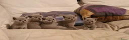 British gatti in vendita: Gattine  british shorthair blue - Annuncio 1