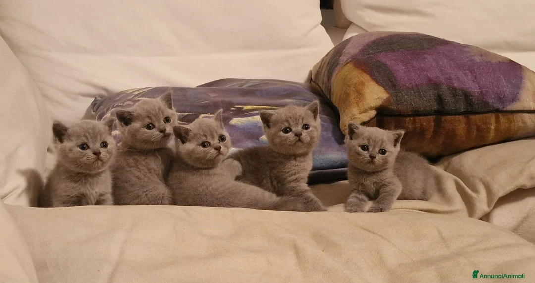 British gatti in vendita: Gattine  british shorthair blue - Annuncio 1