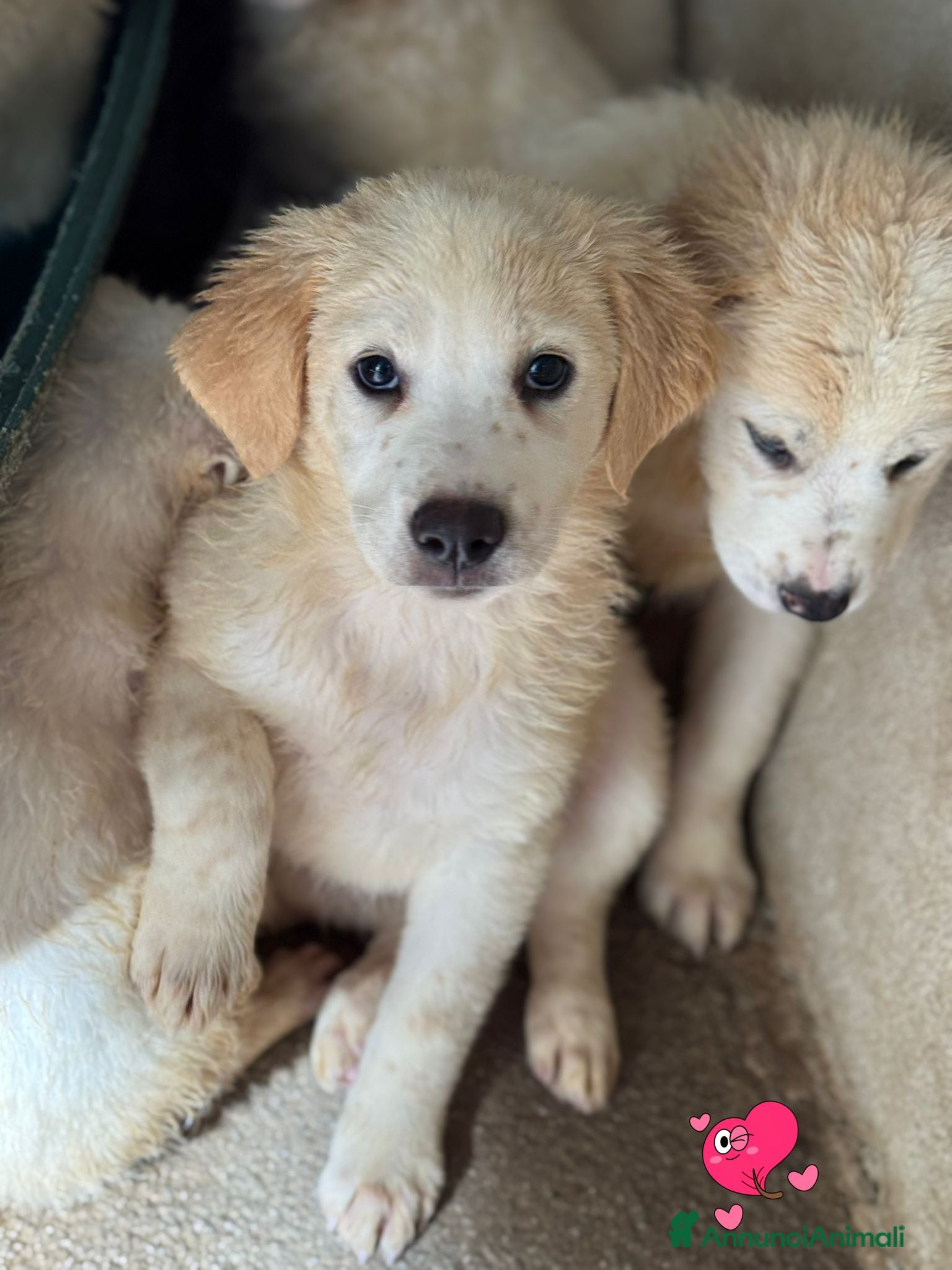 Meticcio cani Melania cucciola curiosa taglia medio grande - Annuncio 34