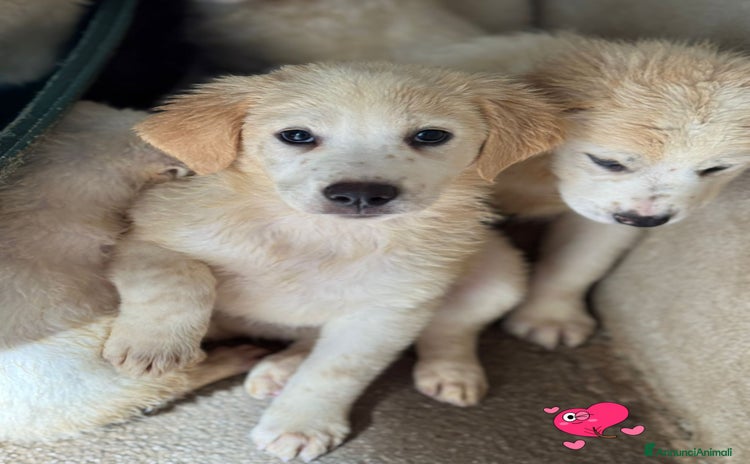 Meticcio cani - Annuncio 19