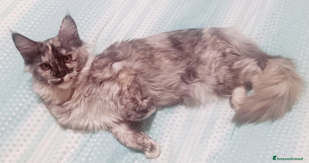 Maine Coon gatti in vendita: Cucciola Maine Coon Pedigree ANFI - Annuncio 16