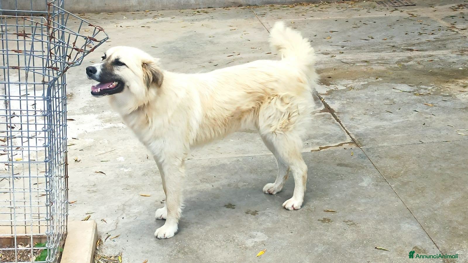 Meticcio cani Burka adorabile pastorina - Annuncio 8