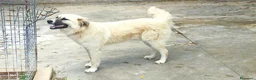 Meticcio cani in regalo: Burka adorabile pastorina - Annuncio 1