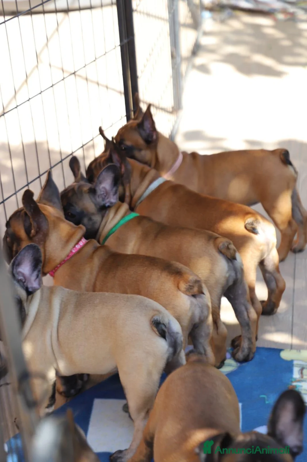 Bulldog Francese cani in vendita: Cuccioli Bulldog Francese Alta Genealogia  a Provincia di Chieti - Annuncio 1