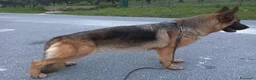 Pastore Tedesco cani in vendita: Super cucciola di Pastore Tedesco - Annuncio 5