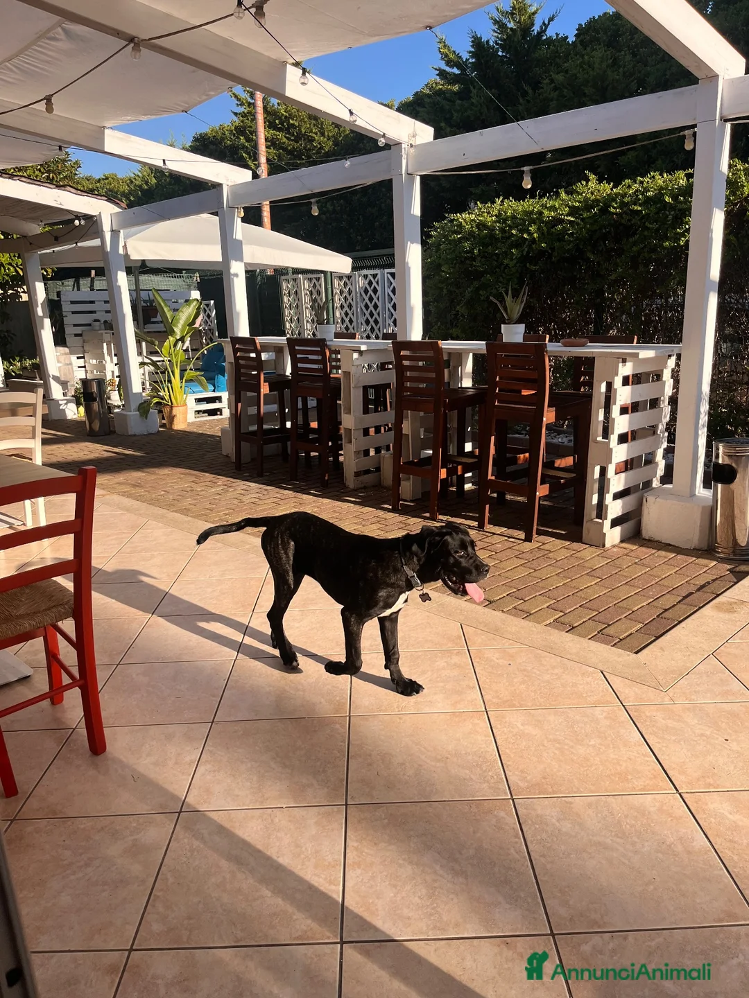 Cane Corso cani in vendita: Cane corso - Annuncio 2