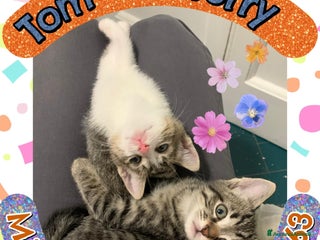 Europeo gatti Tom e Jerry dolcissimi gattini - Annuncio 36